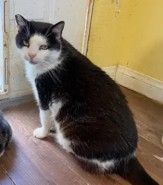 Vito