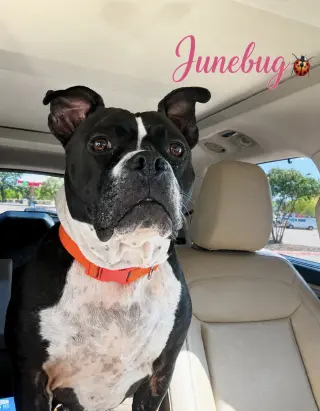 Junebug