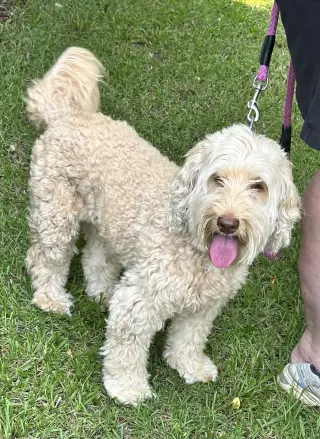Bella Doodle