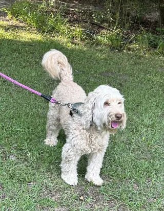 Bella Doodle