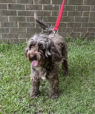 Coco