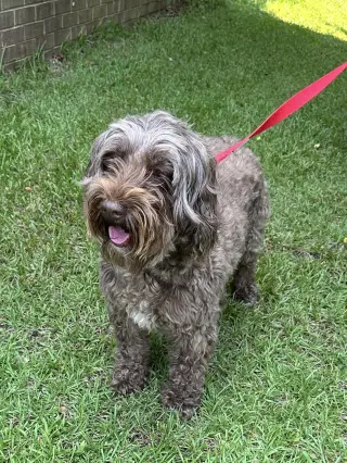 Coco