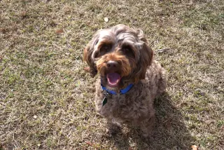 Coco