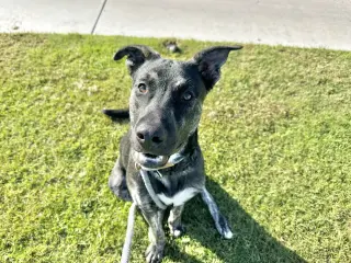 APOLLO