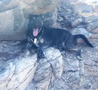 APOLLO