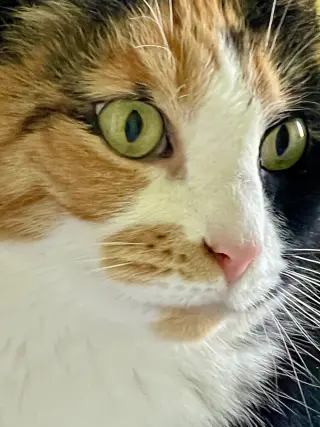 Squeaky
