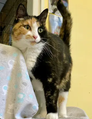 Squeaky