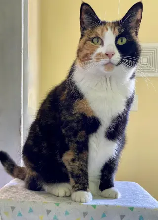 Squeaky