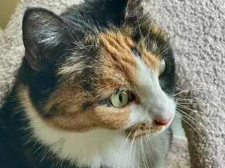 Squeaky