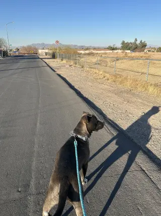 TUGBOAT