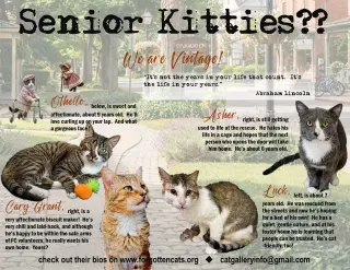 More Mature & Senior Cats (male & female) 2 flyers