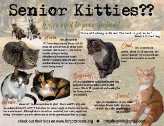 More Mature & Senior Cats (male & female) 2 flyers