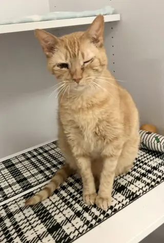Ronnie