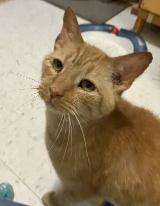 Ronnie
