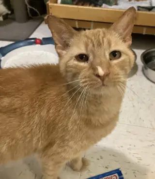 Ronnie