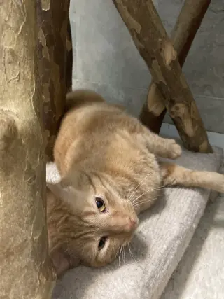 Ronnie