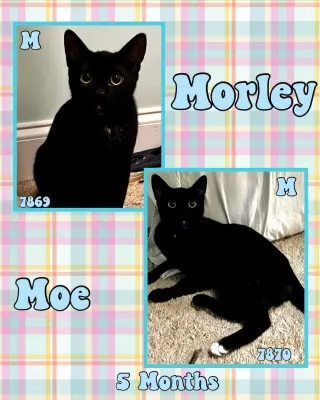 MORLEY