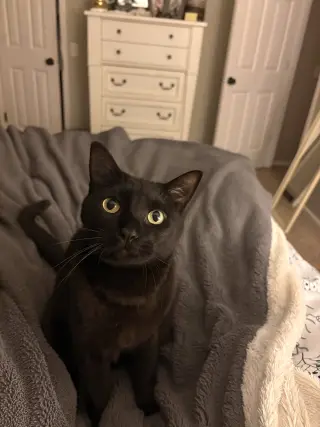 Onyx