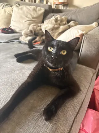 Onyx
