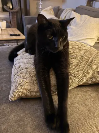 Onyx
