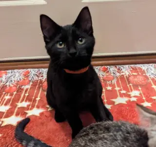 Onyx