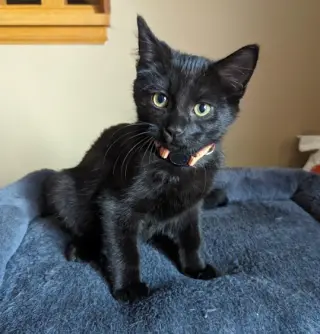 Onyx