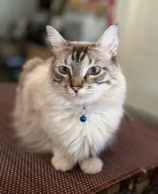 Rylee
