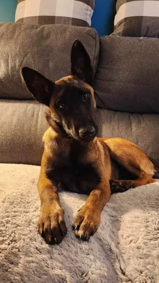 Pepper Potts - PA