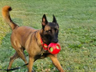 Pepper Potts - PA