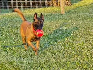 Pepper Potts - PA