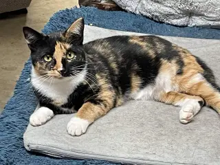 Lucille: Not at shelter (Barbe)