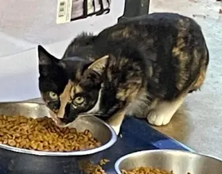 Lucille: Not at shelter (Barbe)