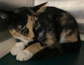 Lucille: Not at shelter (Barbe)