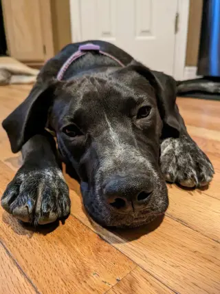 Dolly Lu