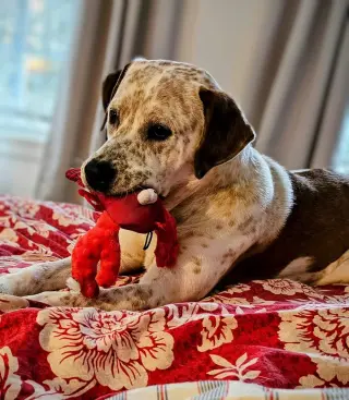 Dylan