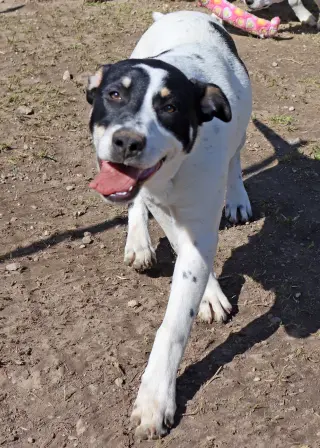 Titch