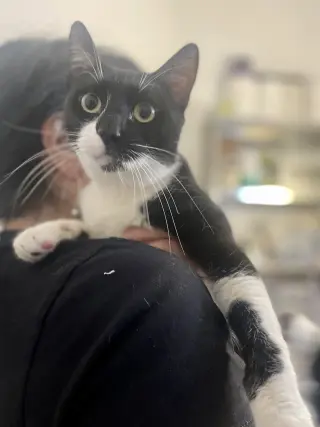 Juno