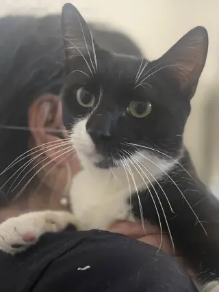Juno