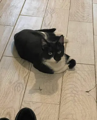 Juno