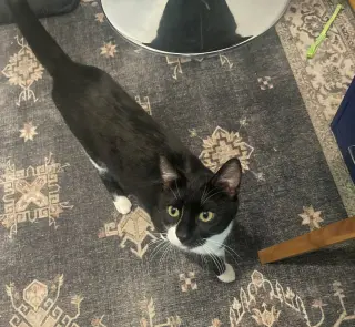 Juno