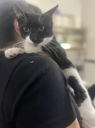 Juno
