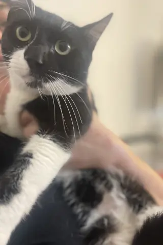 Juno