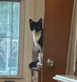Juno
