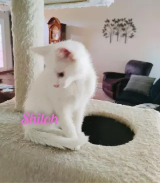 Shiloh/kk