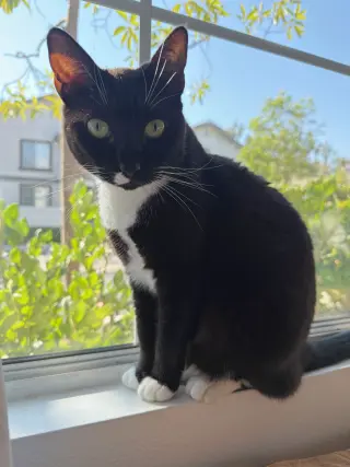 Lilly