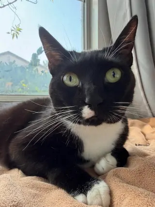 Lilly