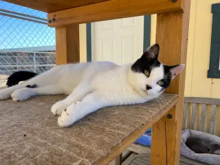 Cannoli