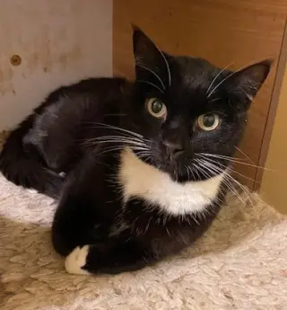 Evie