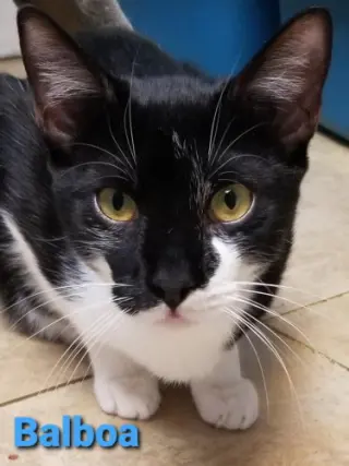 Balboa - Cat Room