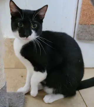 Balboa - Cat Room
